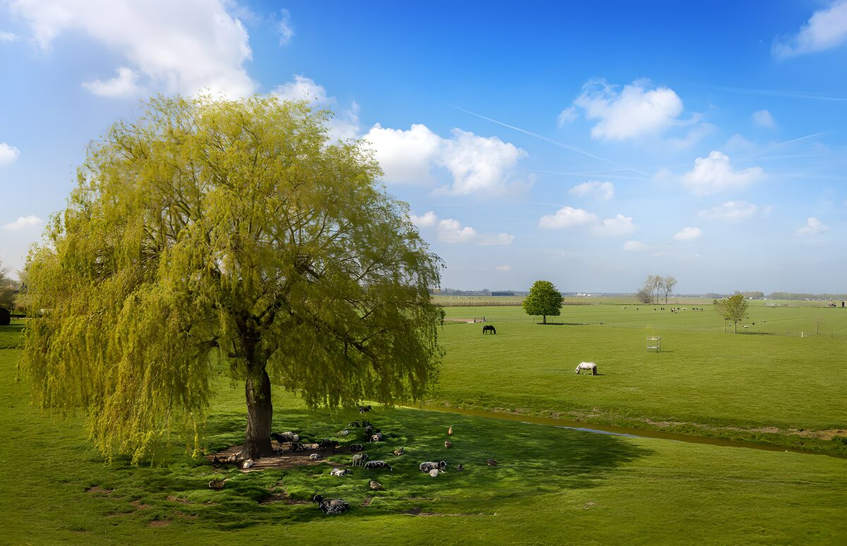 Freundliche Landschaft mit Weidenbaum