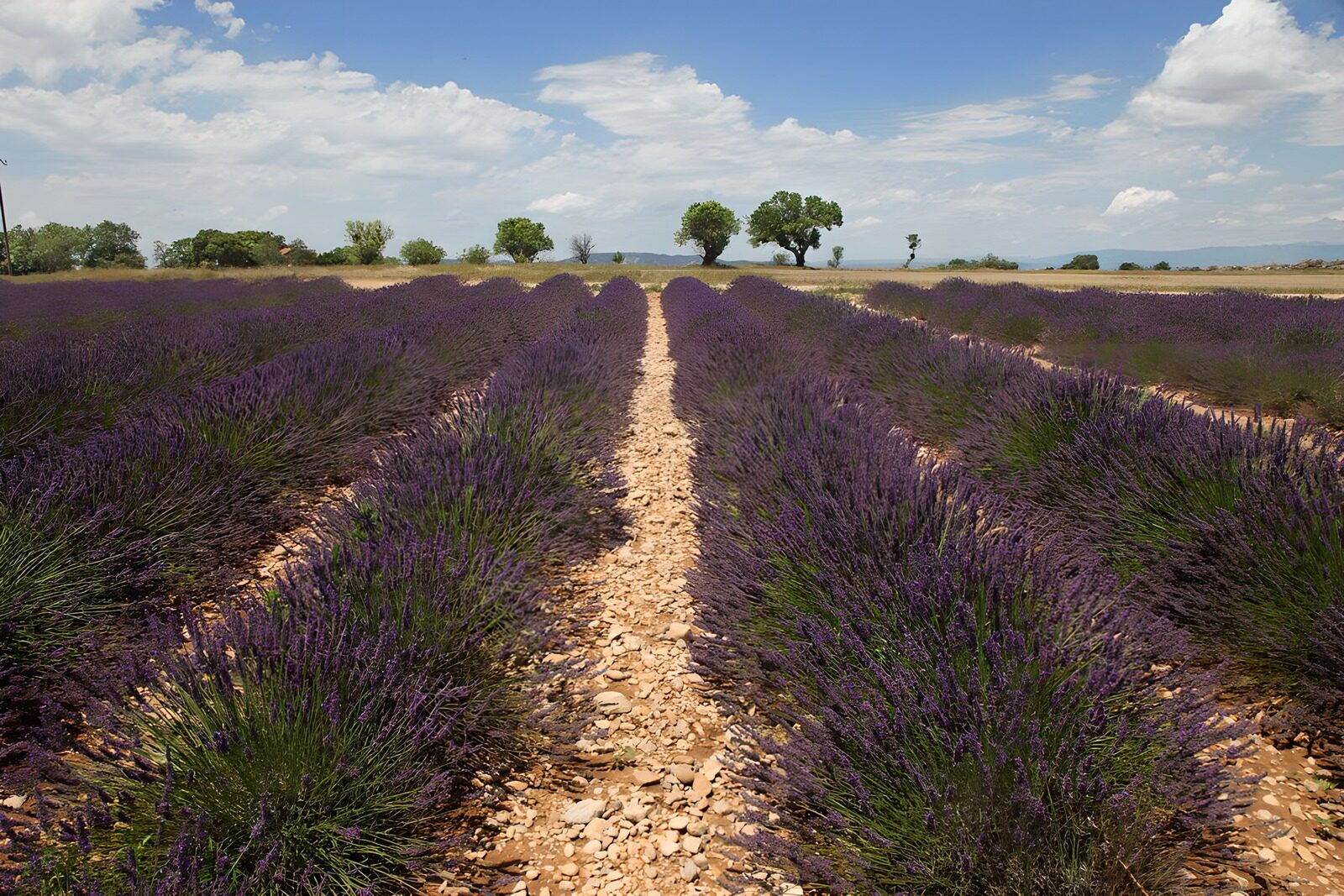 TPDE35019: Anbau von Lavendel in Süd-Frankreich