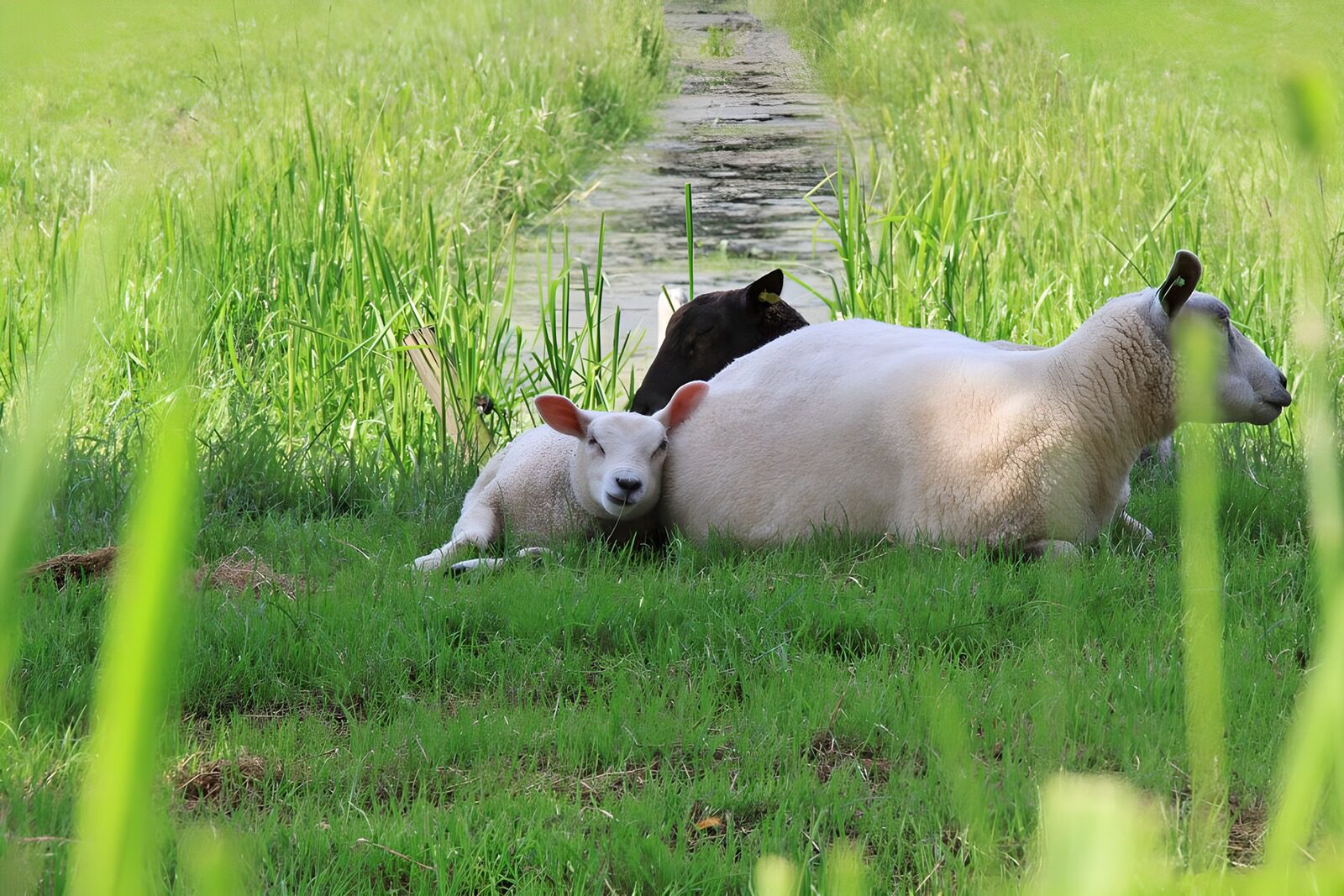 TPDE16073: Schafe und ein Lamm im Gras an einem Graben