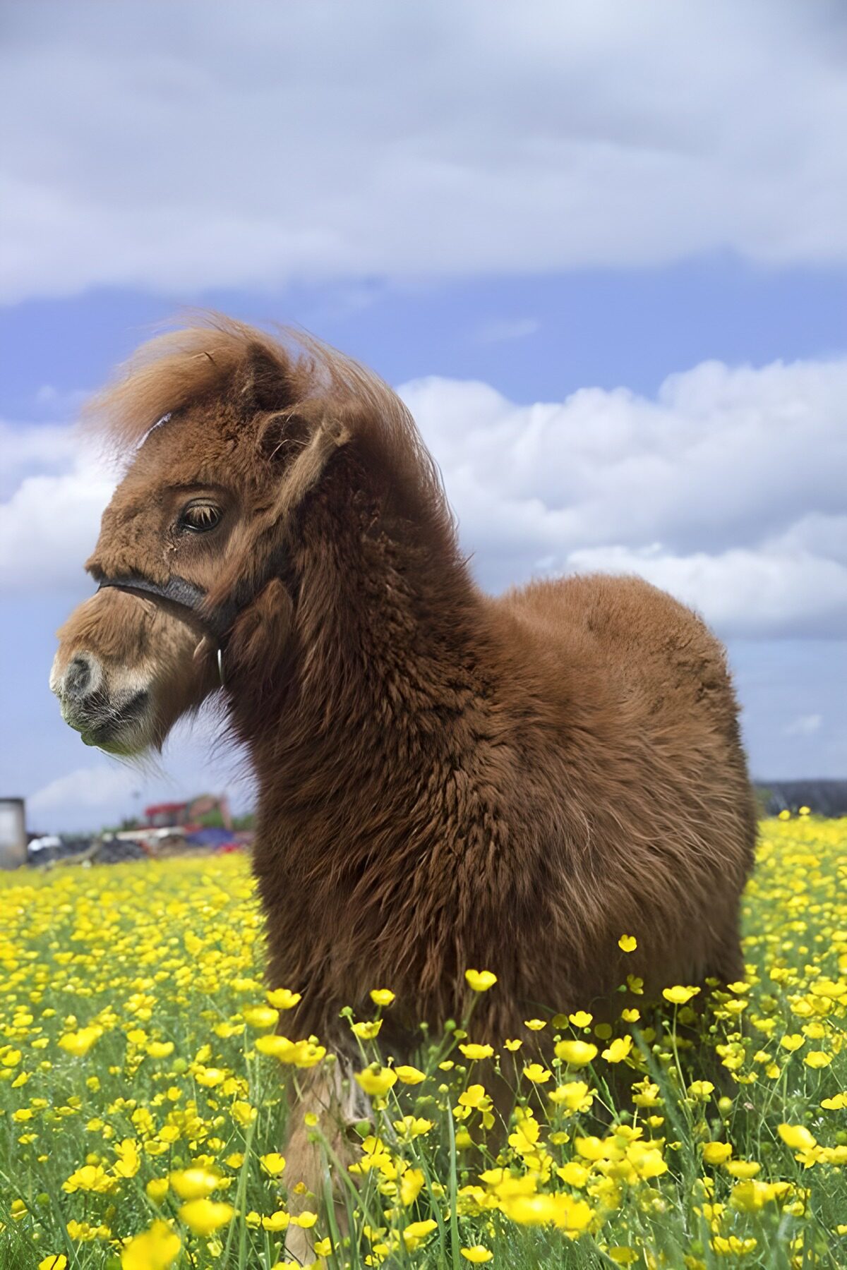 TPDE13147: Pony in einer Wiese, wo gelbe Blümchen blühen