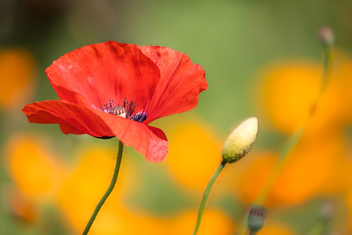 TPDE18436: Roter Mohn im Sommerlicht
