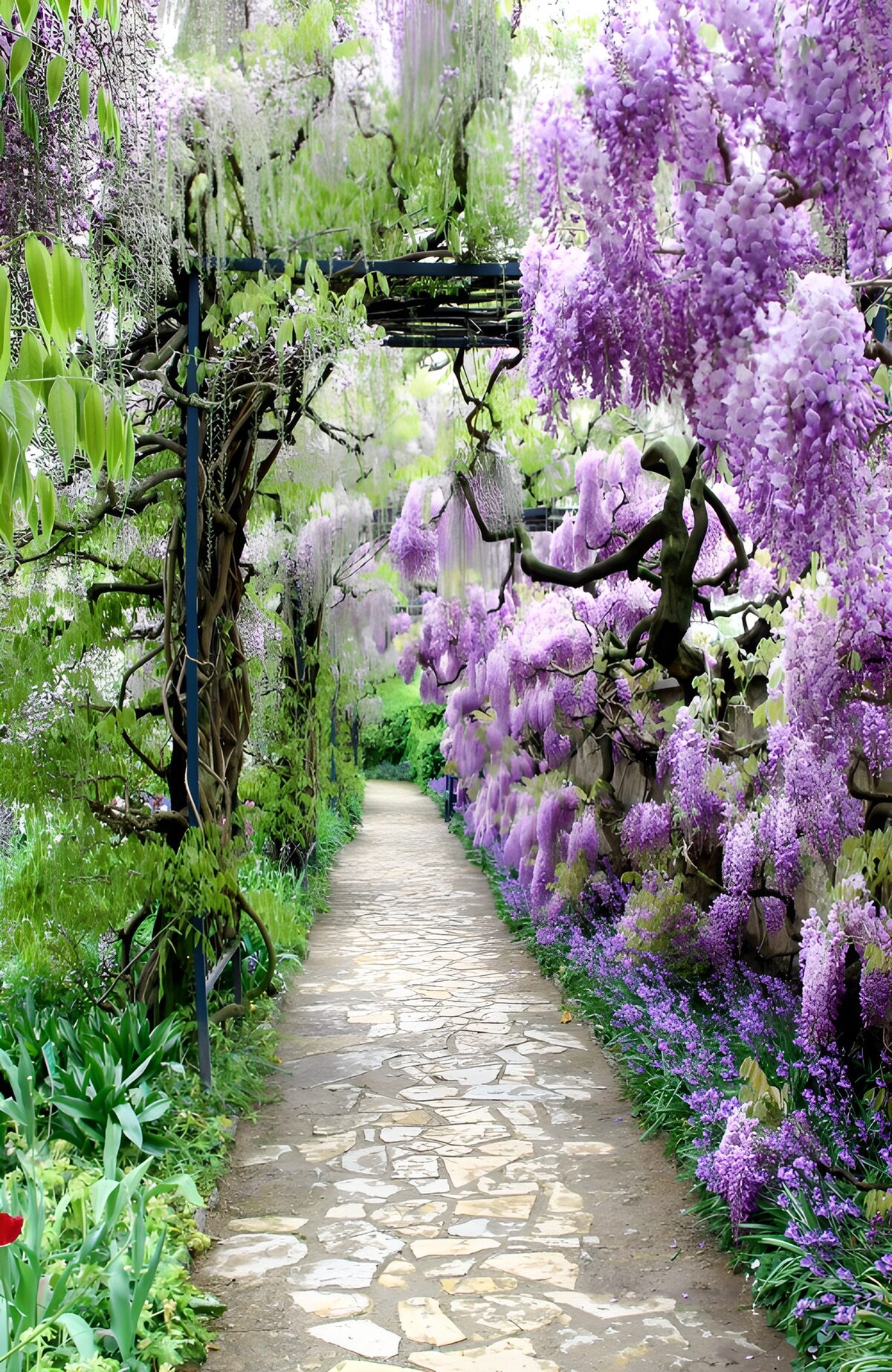 TPDE19310: Wisteria-Gartenweg in voller Blüte