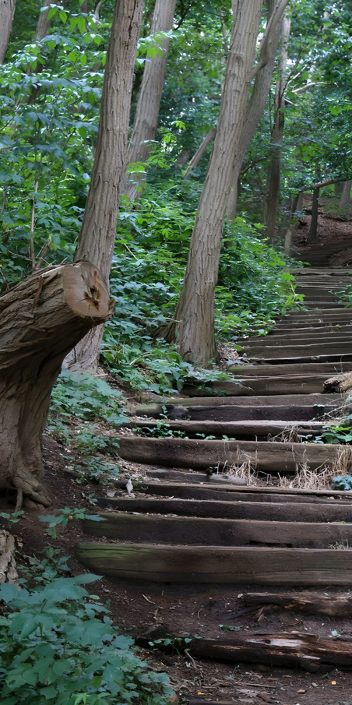 TPDE33798: Holztreppe im Grünen