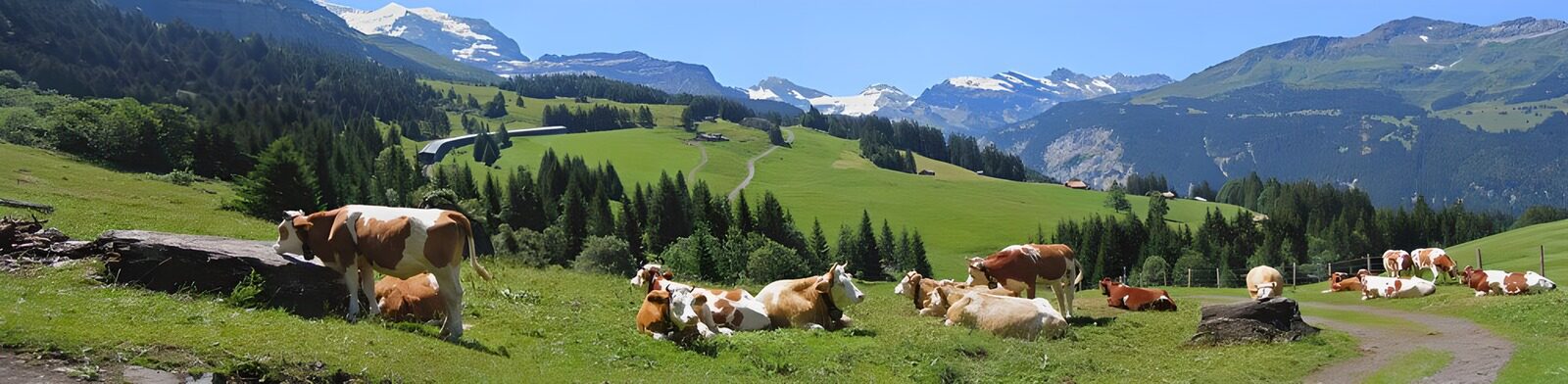 TPDE13488: Panoramablick auf Kühe auf einer Alm und die weißen Alpengipfel im Hintergrund