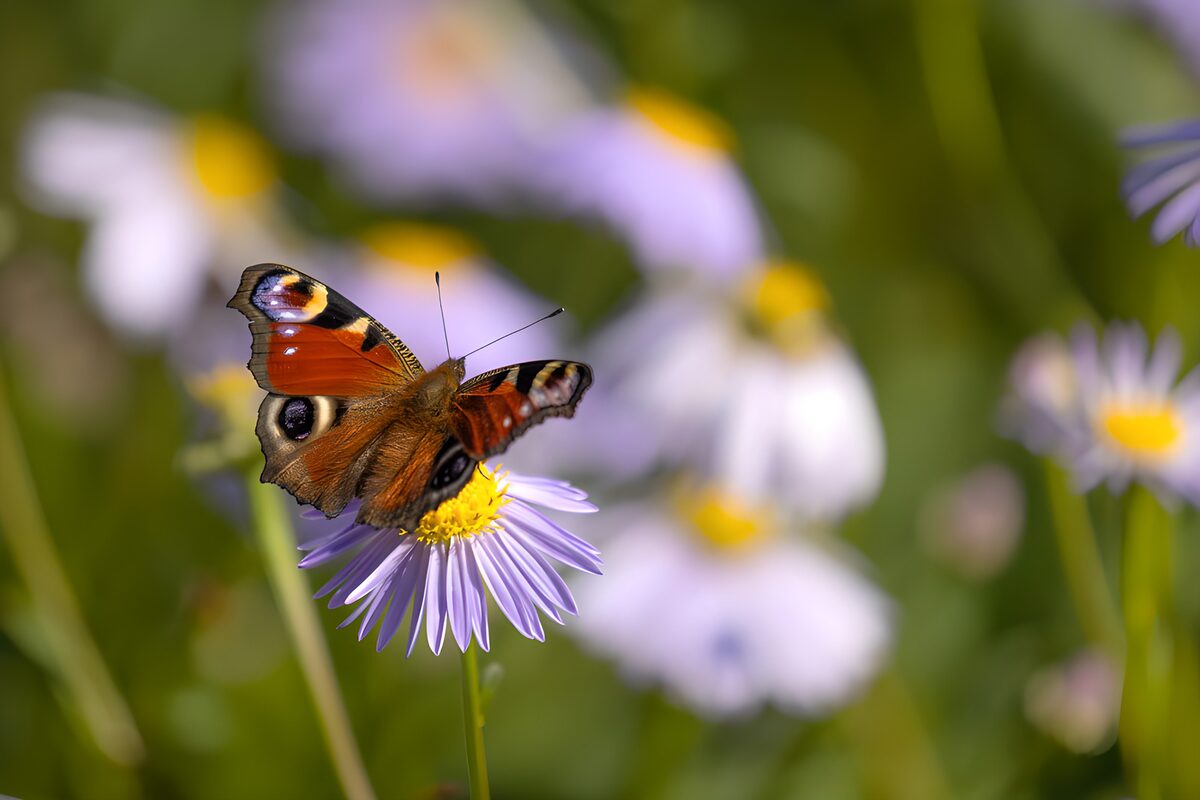 Schmetterling auf lila Blüten