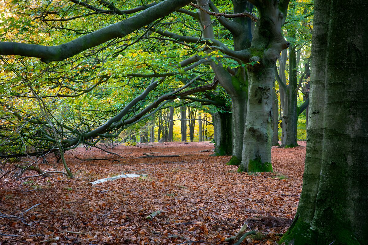 Herbstwald mit buntem Laub