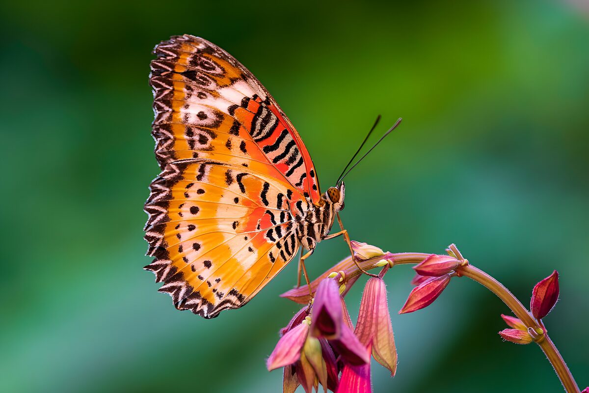 TPDE79180: Prächtiger Schmetterling auf Blüte
