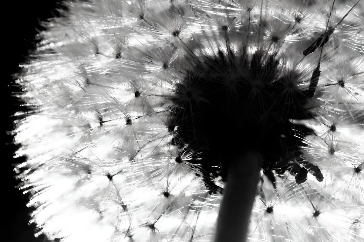 Blick auf die Unterseite einer Pusteblume