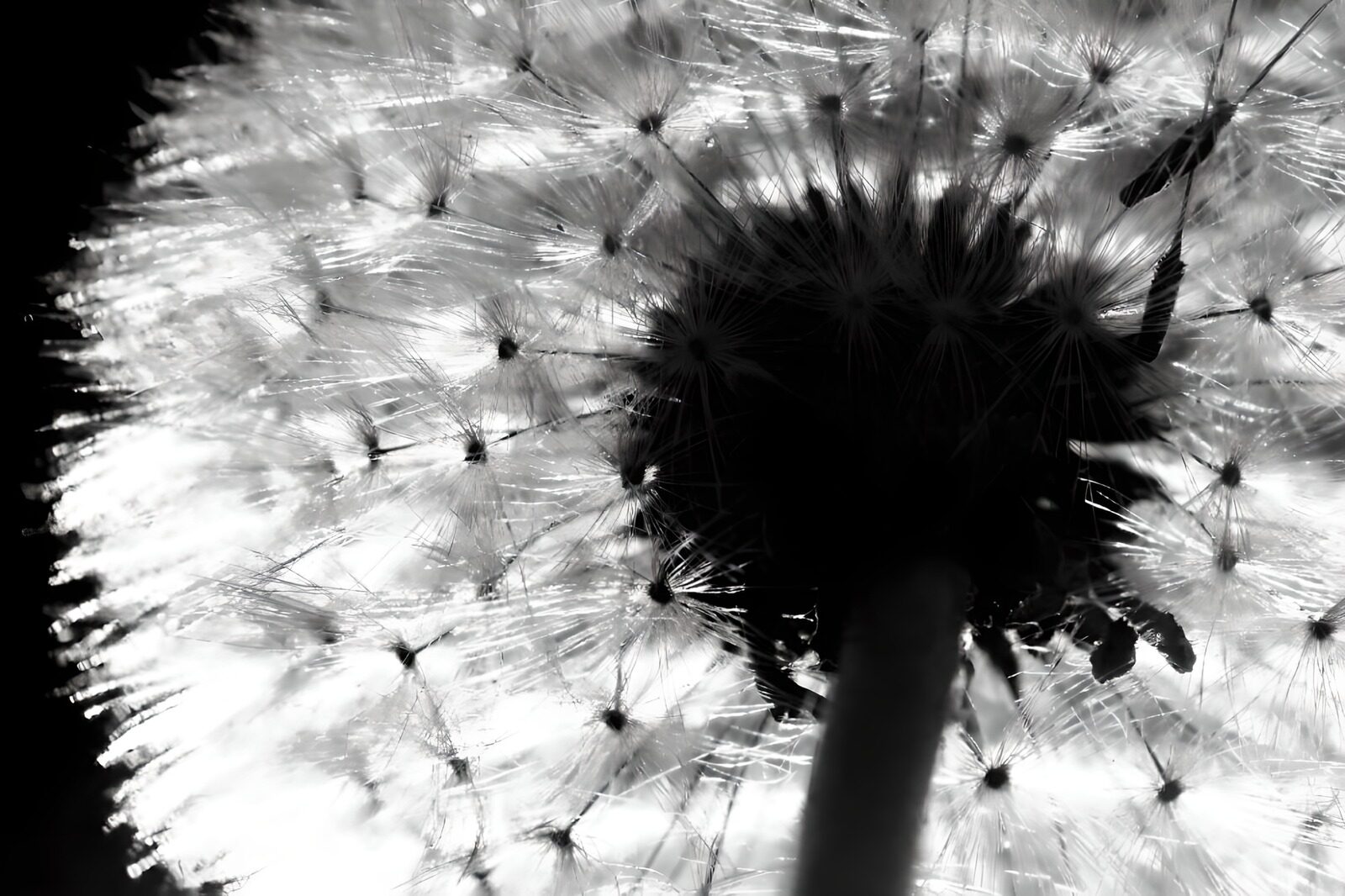 TPDE46751: Blick auf die Unterseite einer Pusteblume