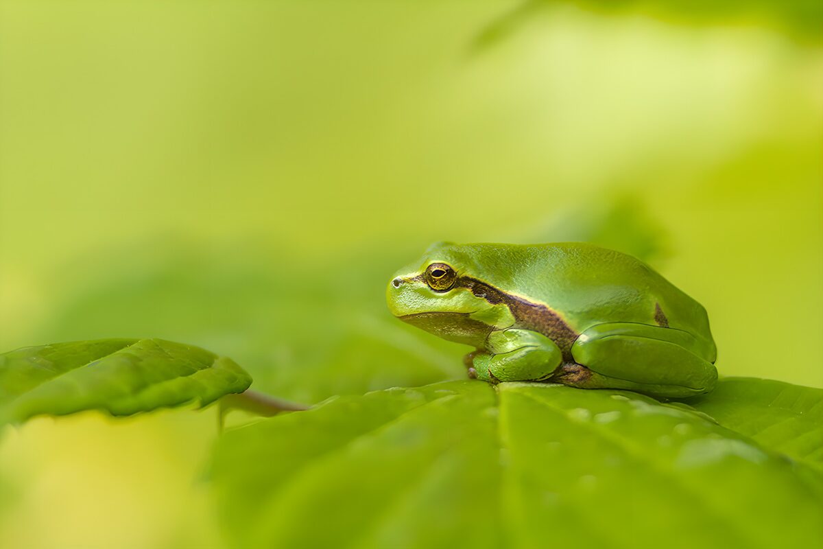 Grüner Frosch auf einem Blatt
