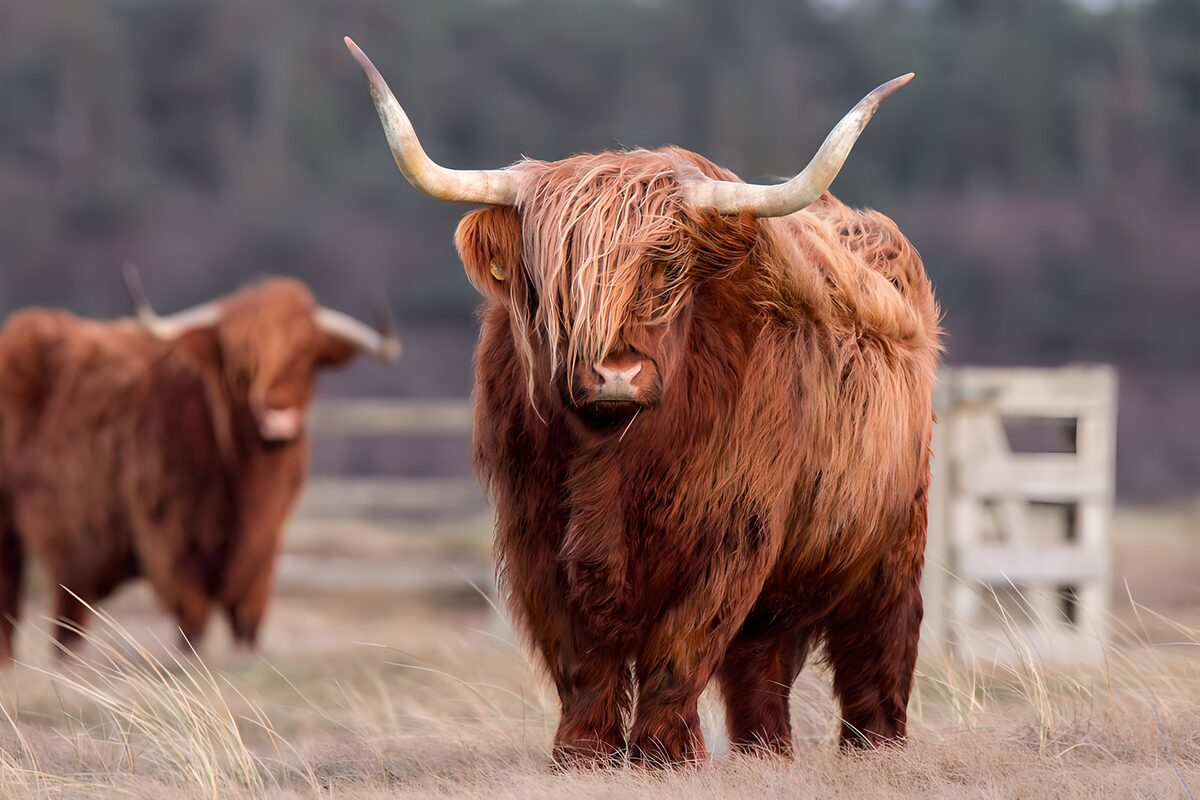 TPDE24624: Highland-Rinder in der Natur