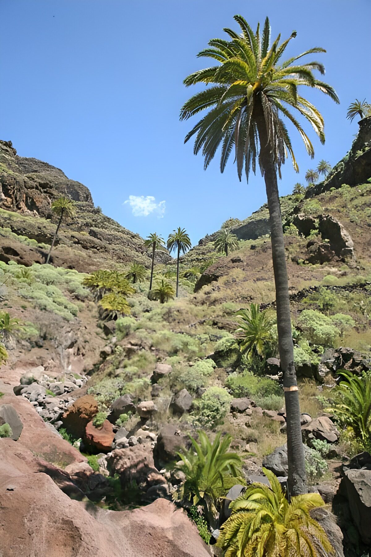 TPDE45881: mehrere Palmen hoch in den Bergen von La Gomera 15