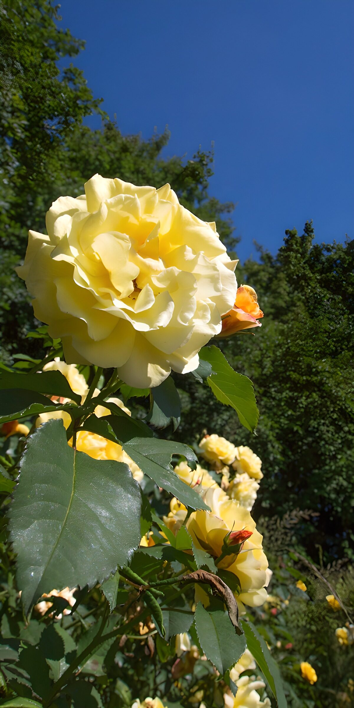TPDE22085: Gelbe Rosen im Sonnenschein