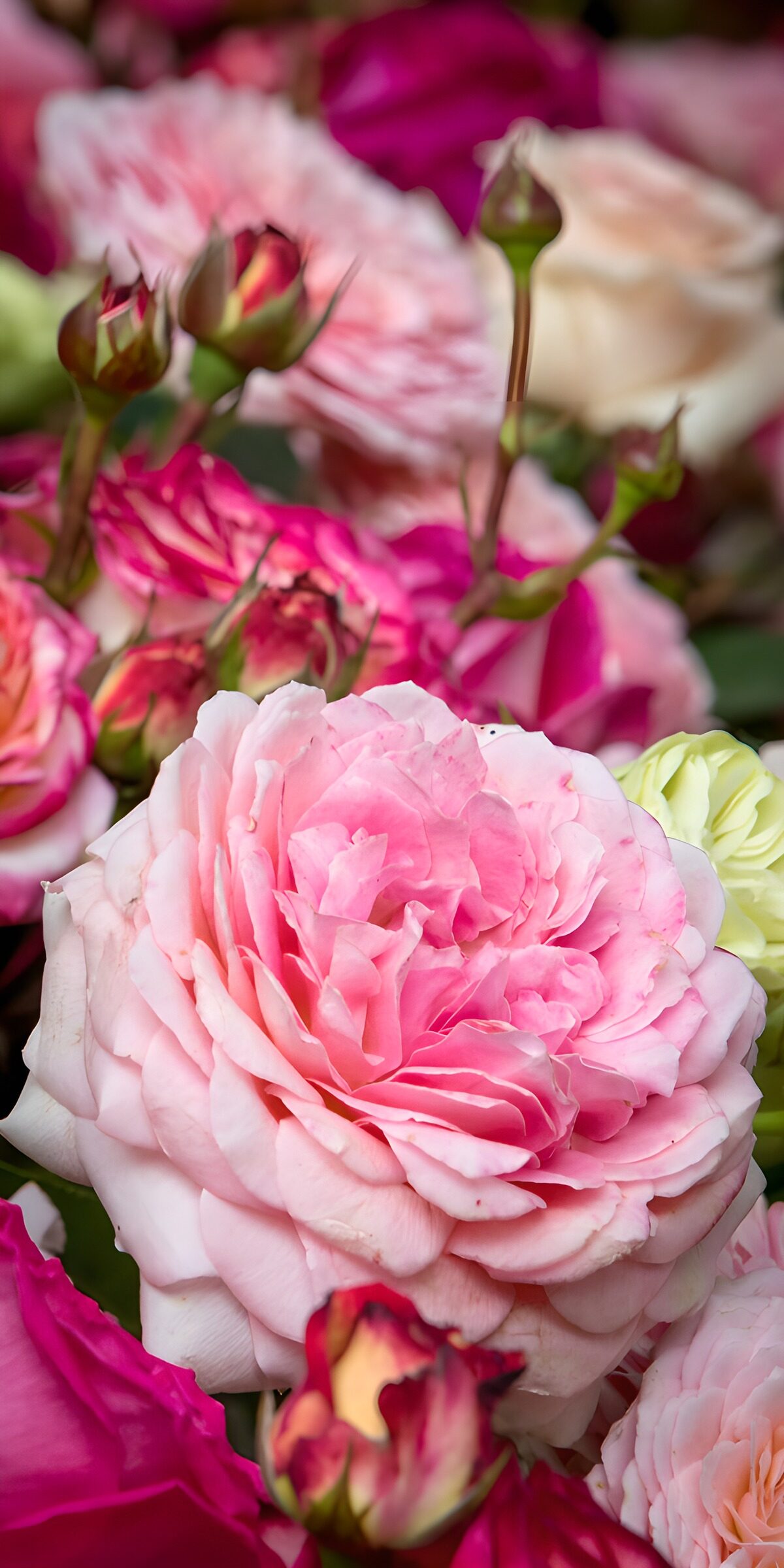 Wunderschöne Rosen in sanften Farbtönen