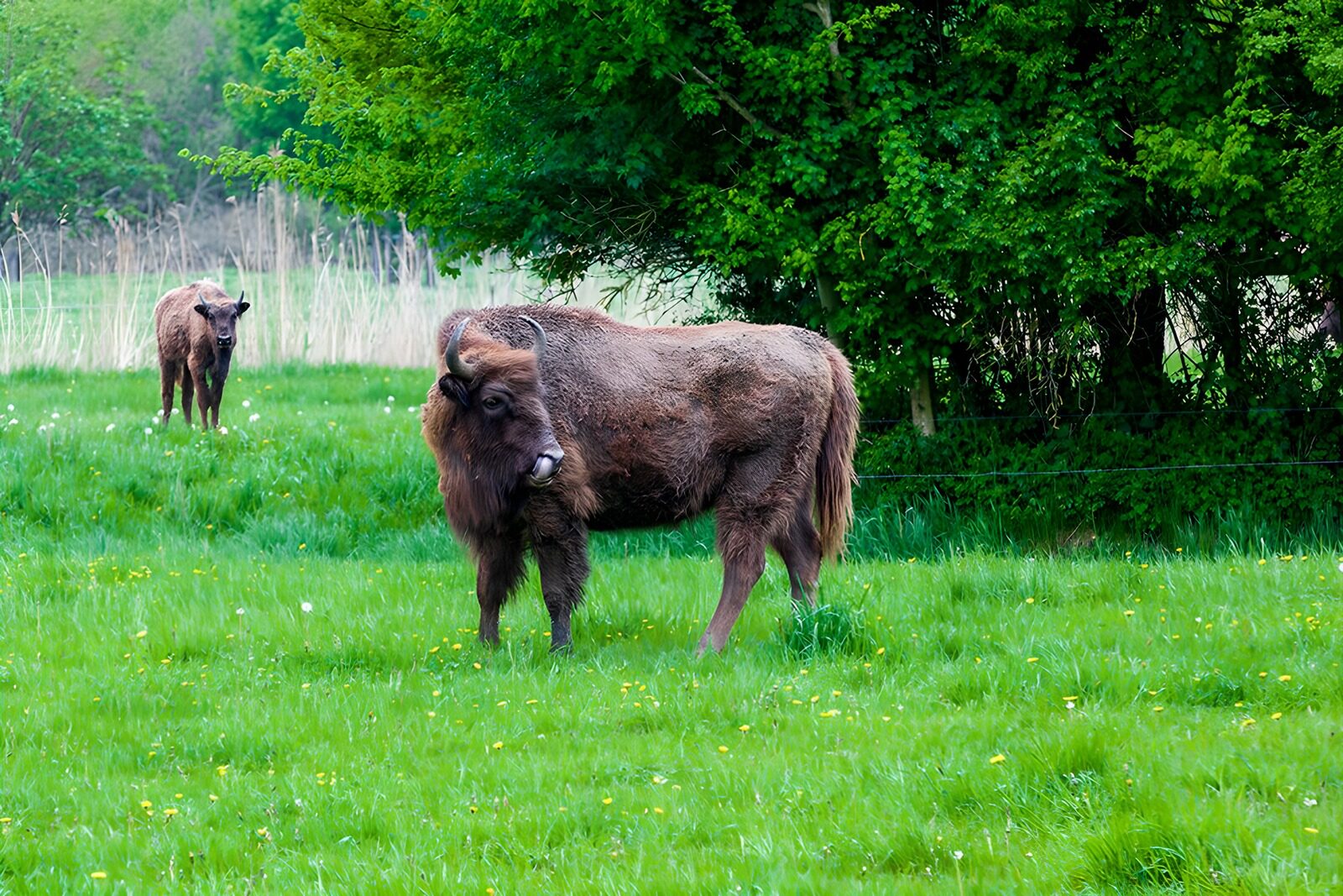 TPDE78285: 2 Wisente im Wald