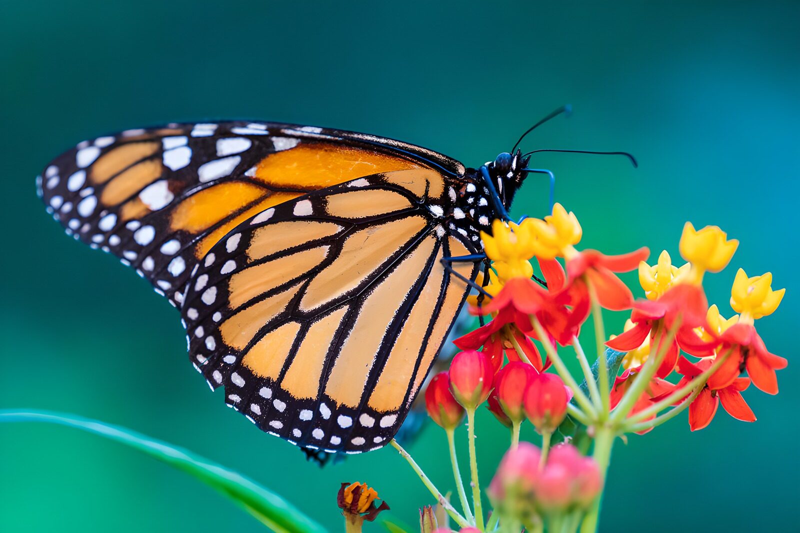 TPDE33171: Schmetterling auf bunten Blumen