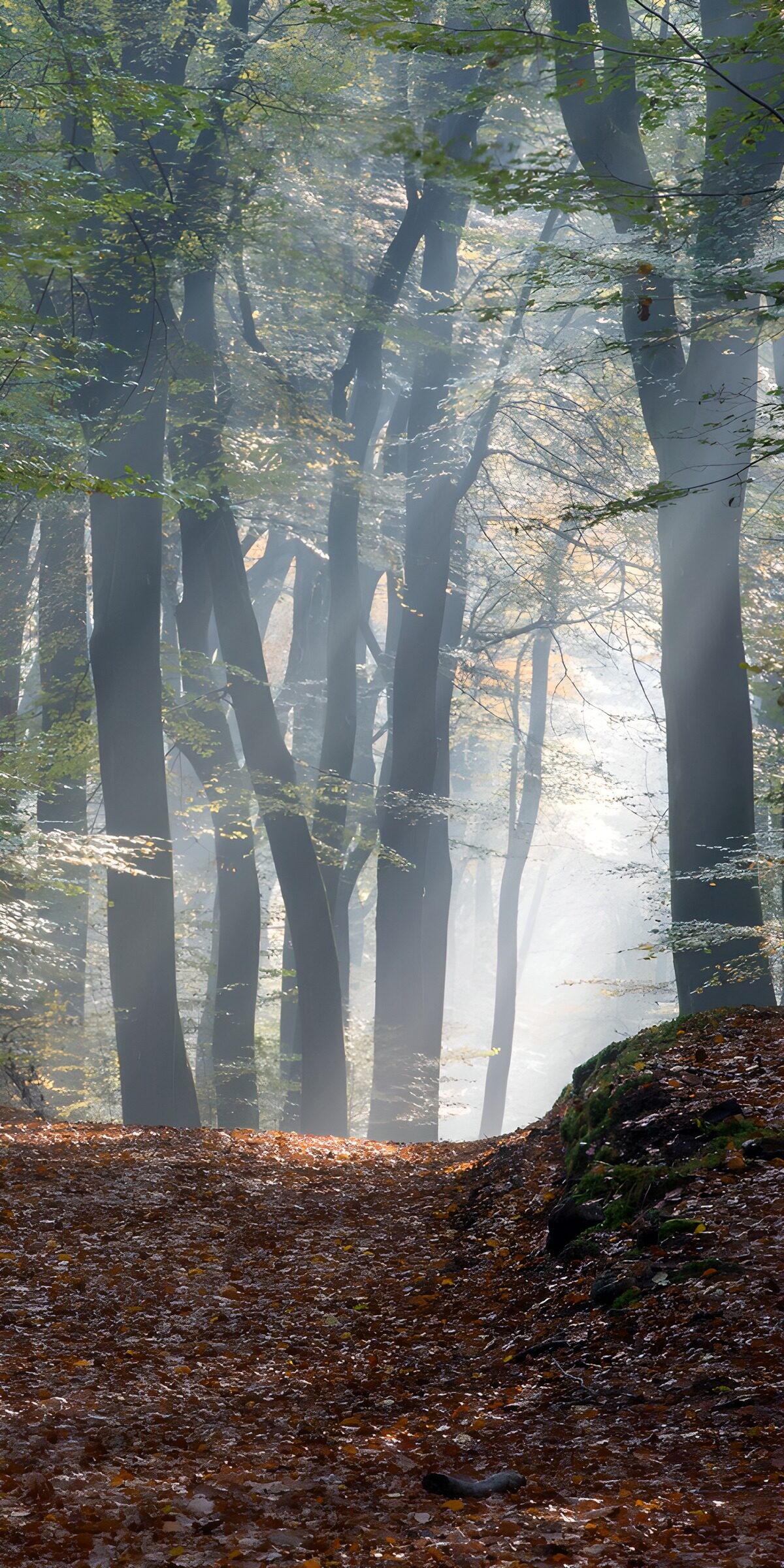 Mystischer Waldweg im Nebel
