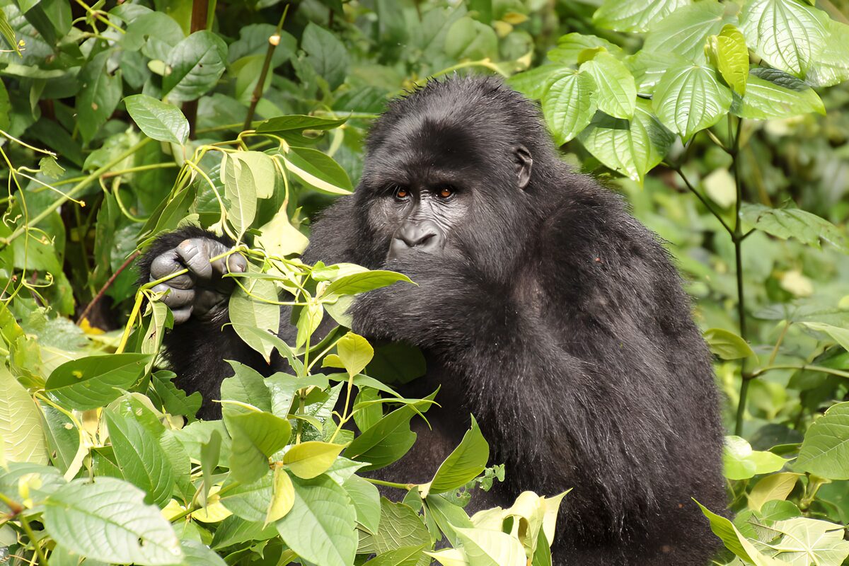 TPDE93980: Gorillakopf im Dickicht