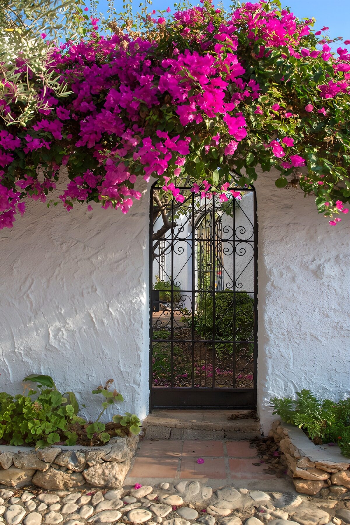 TPDE54503: Einsamer Garten mit Bougainvillea