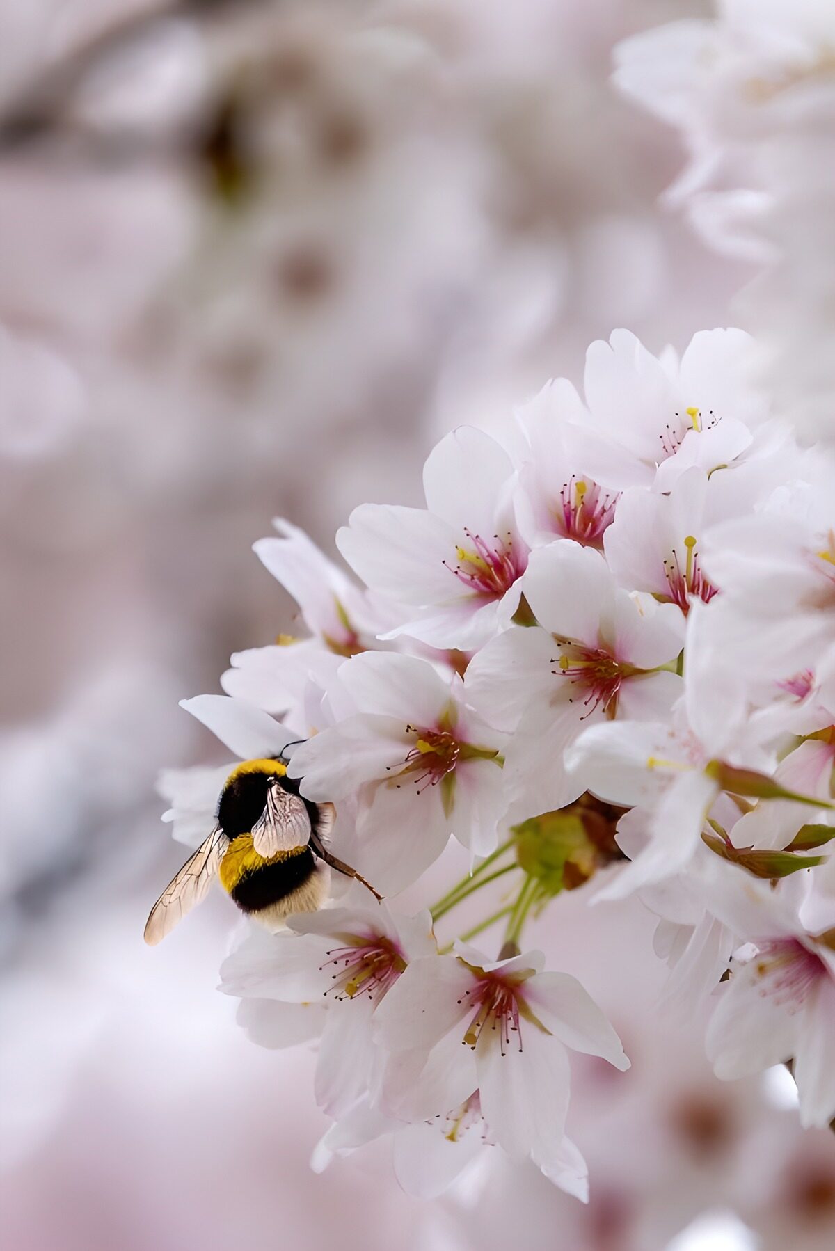 TPDE57750: Biene auf blühenden Kirschblüten