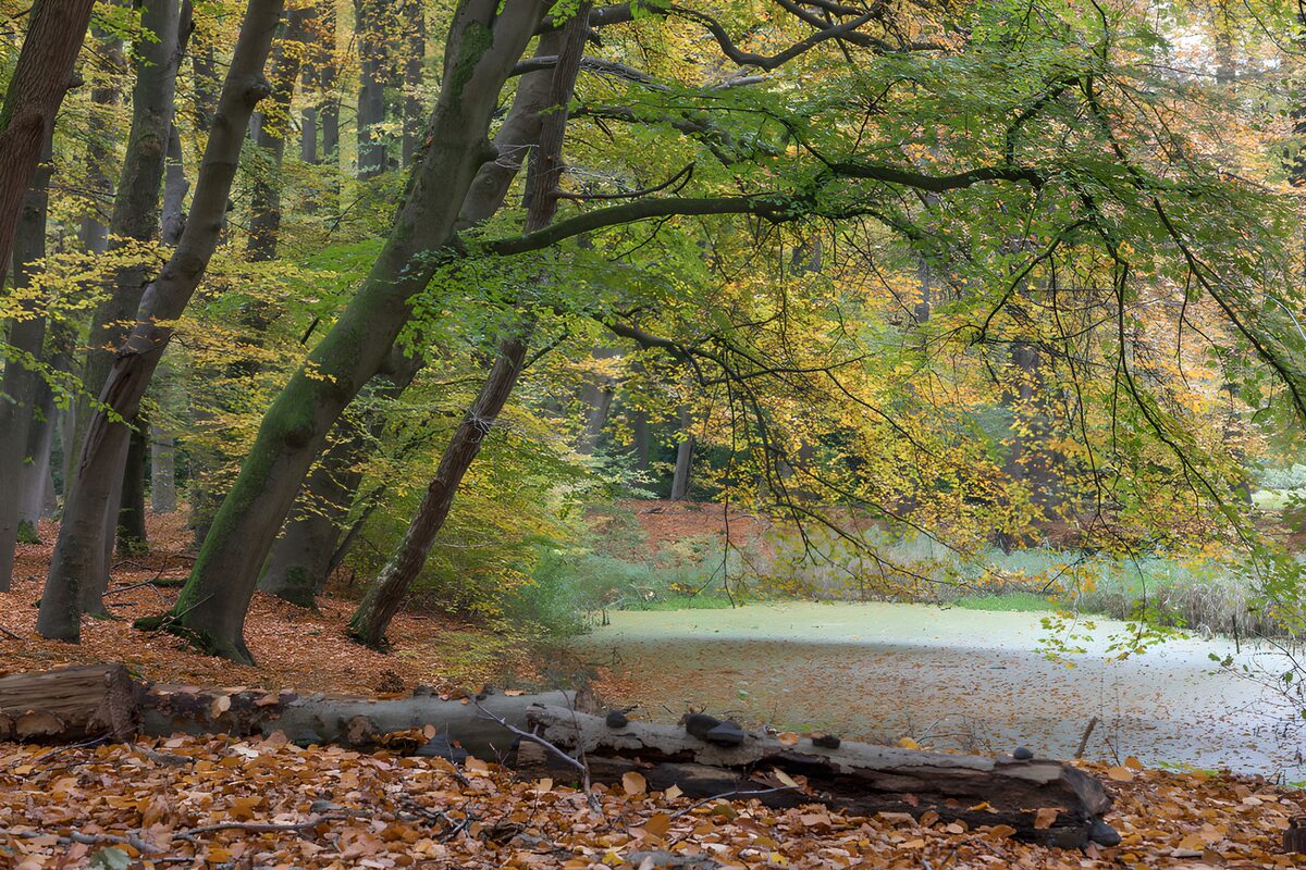 TPDE23355: Herbstliche Waldlandschaft am Teich