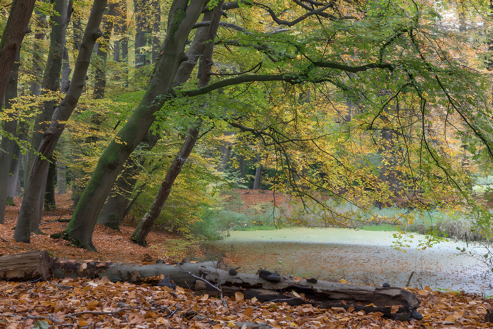 TPDE23355: Herbstliche Waldlandschaft am Teich