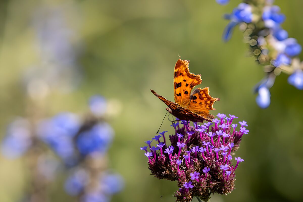 Schmetterling auf bunten Blumen