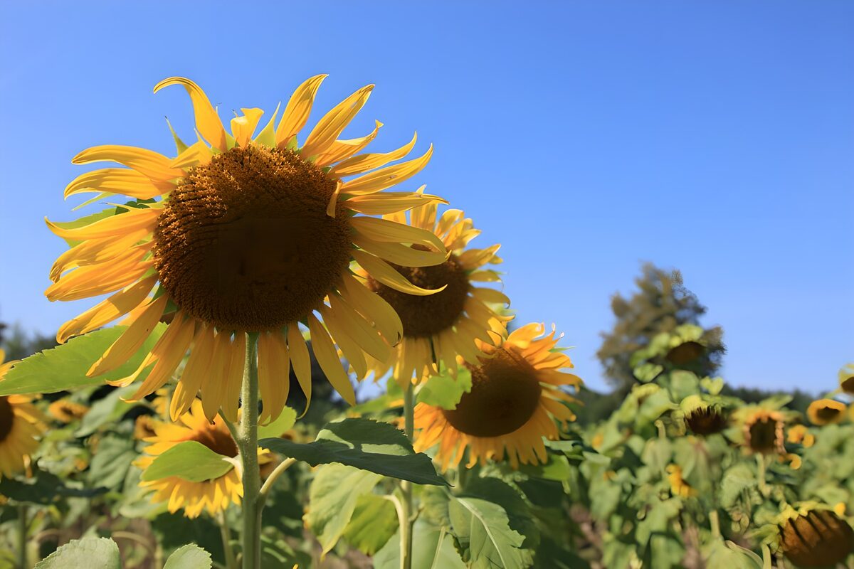 Sonnenblumen am Ende ihrer Blütezeit