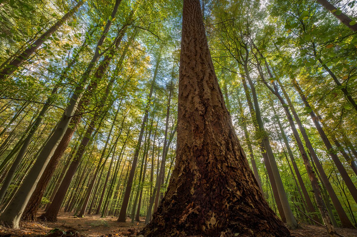 TPDE91444: Hochgewachsene Bäume im sonnigen Wald