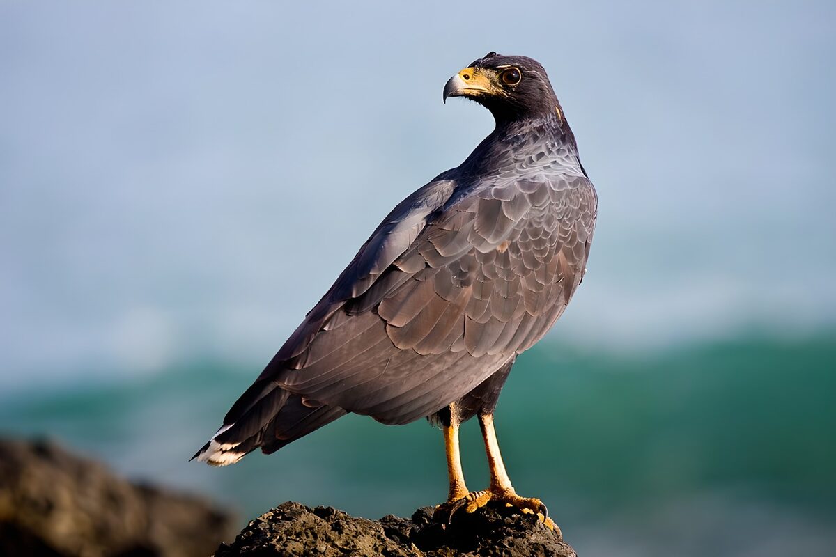 TPDE36002: Greifvogel ganz oben auf einem Felsen