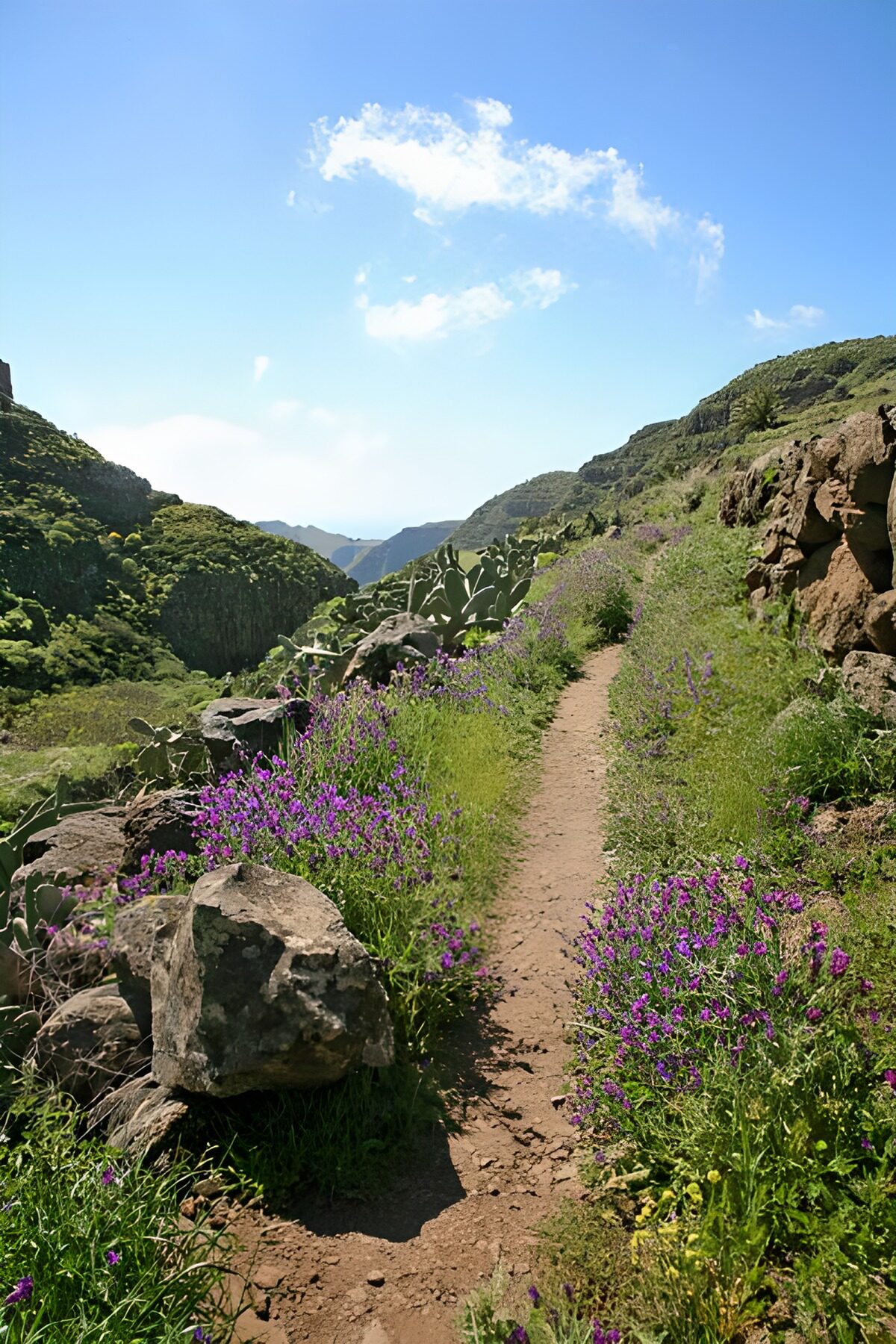 Wanderweg durch die Berge mit wundervollen Blumen am Wegrand auf La Gomera 35