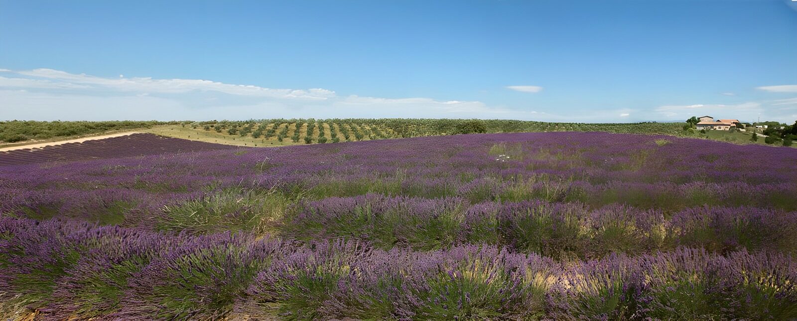 TPDE56144: Lavendel und Olivenbäume in der Provence