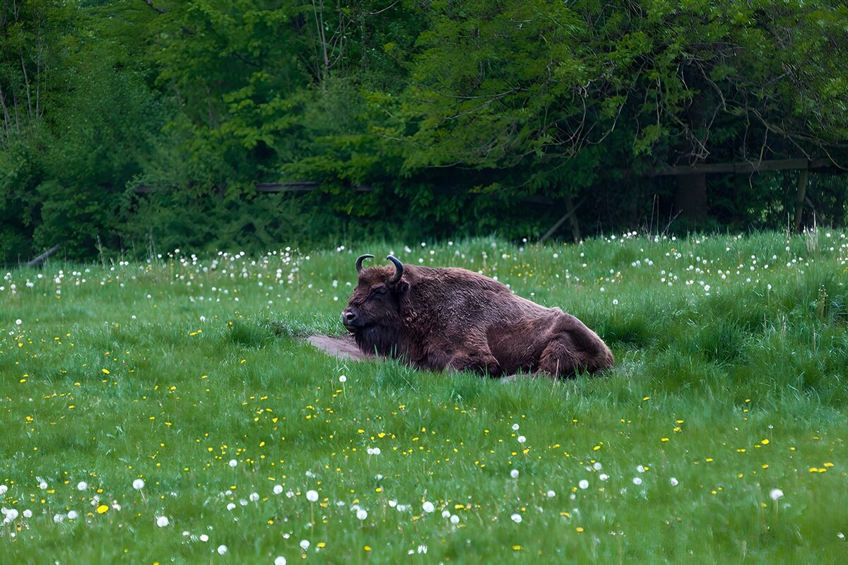 europäische Bison in einer Wiese