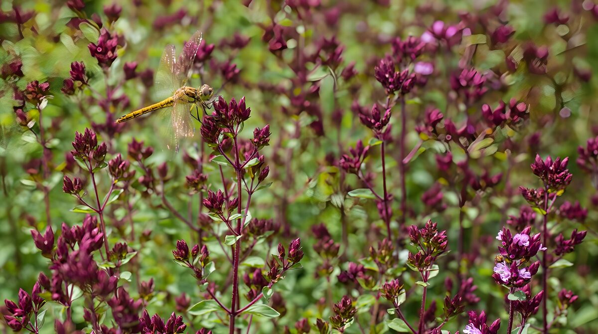 Schmetterling auf lilafarbenen Blumen