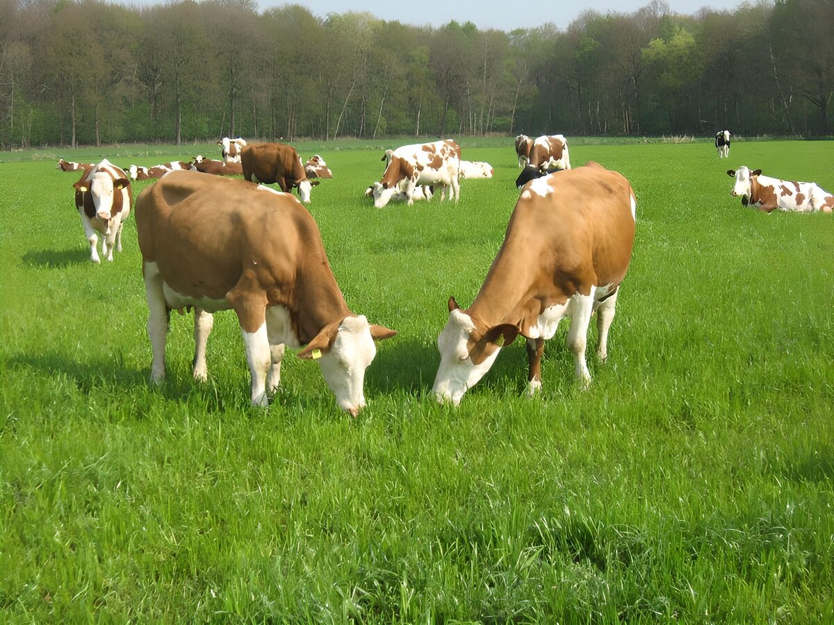 TPDE94636: bunte  Kühe in hohem Gras vor einem Wald