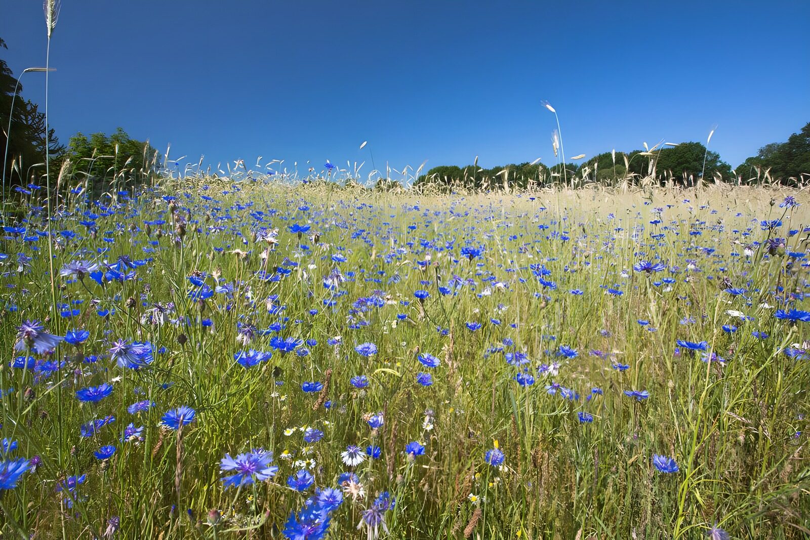 TPDE22614: Weide mit blauen Kornblumen