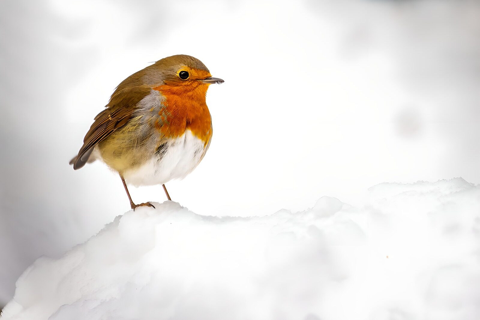 TPDE87914: Rotkehlchen im Schnee