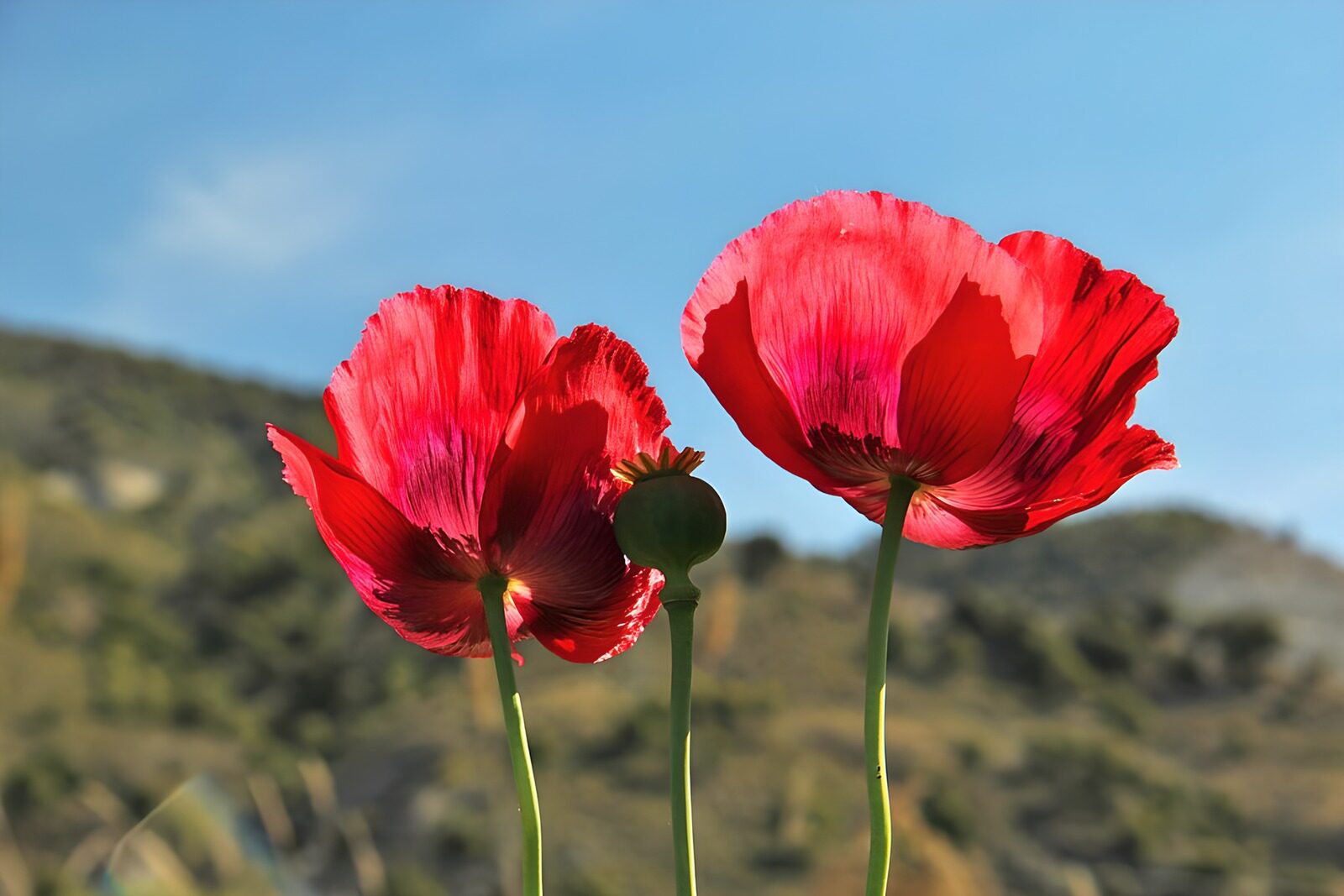 TPDE63769: rotblühender Klatschmohn auf einem Acker