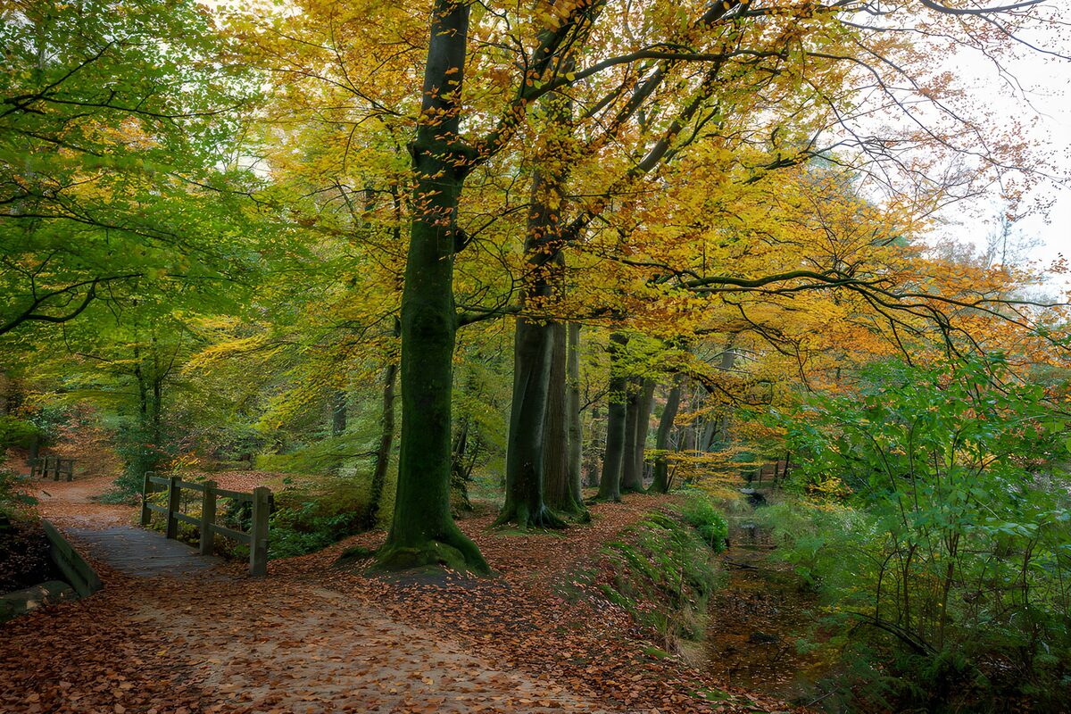 Herbstlicher Waldblick in bunten Farben