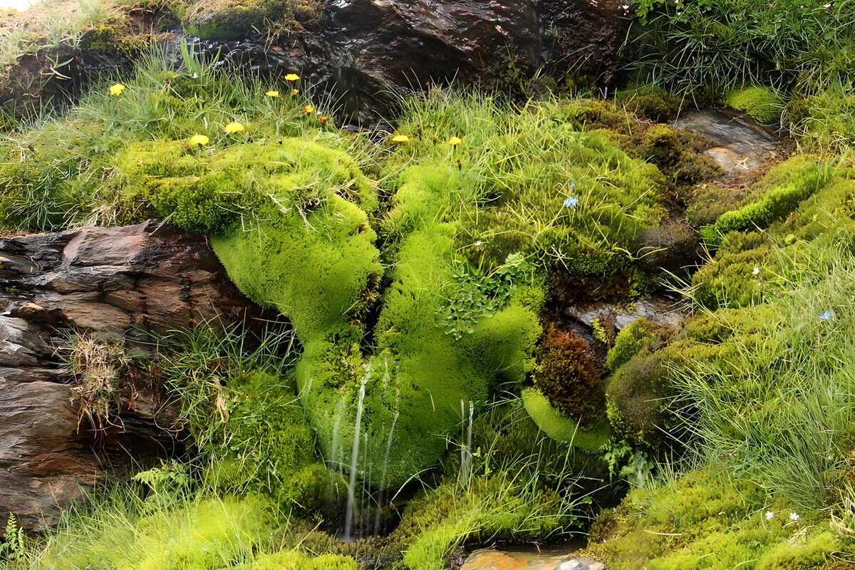 TPDE32169: die mikroklimatische Umgebung eines Wasserfalls 