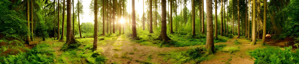 TPDE98518: Sonnenaufgang im grünen Wald