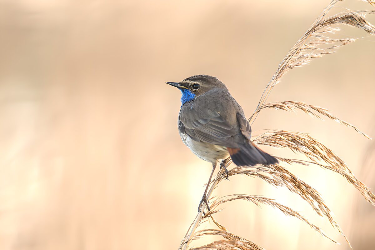 TPDE21805: Blaukehlchen in der Natur