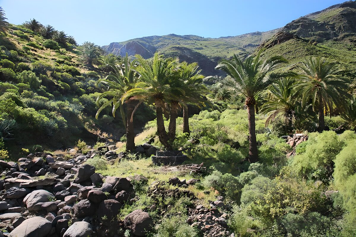 TPDE84367: tropische Pflanzen auf La Gomera 33