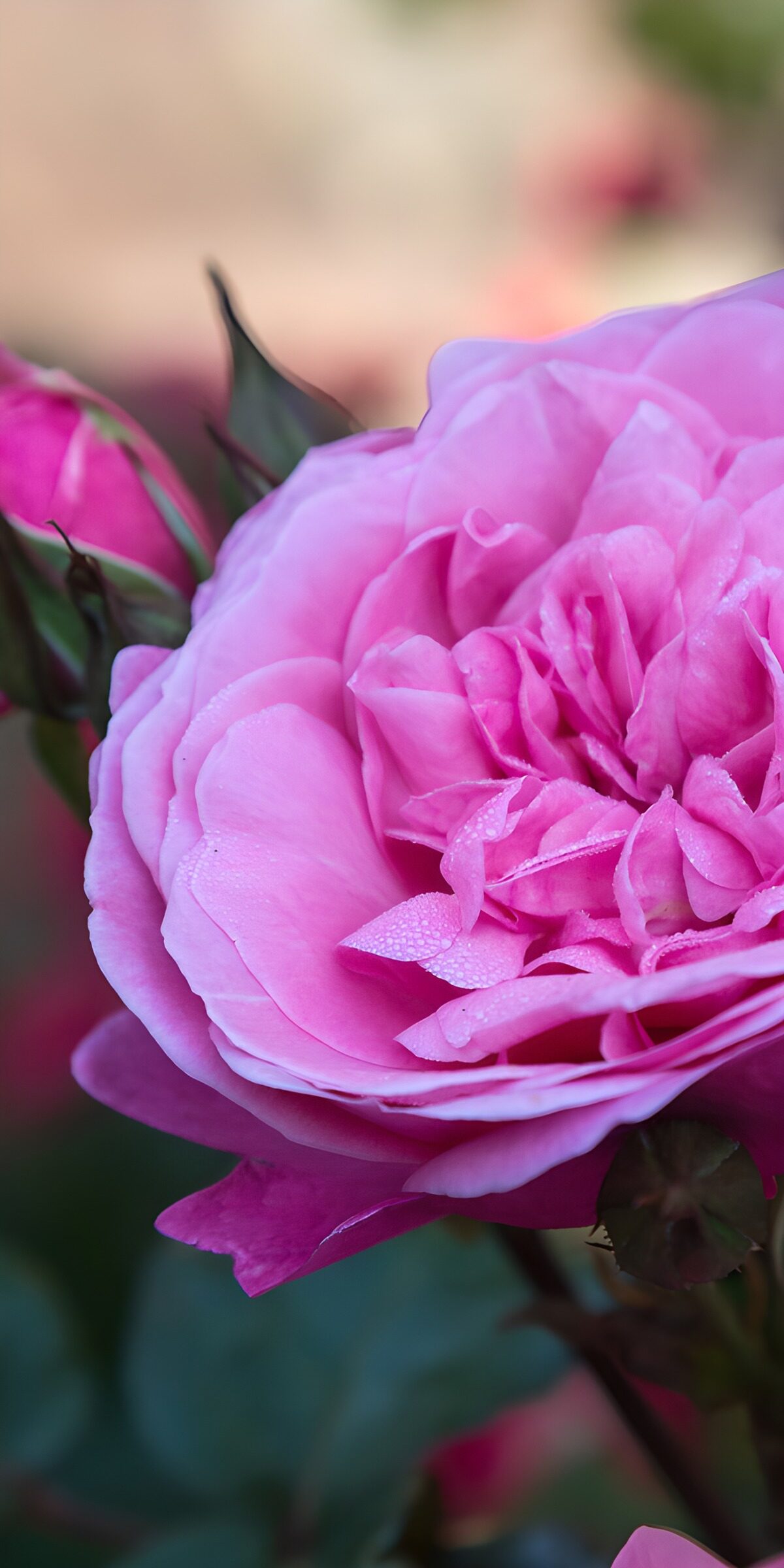 TPDE95700: Schöne rosa Blüte im Morgentau