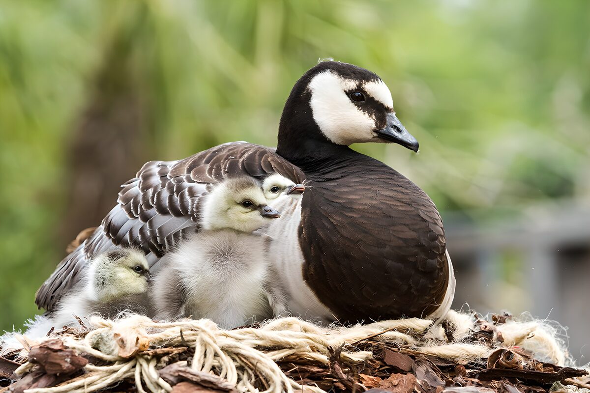 TPDE96606: Entenfamilie inmitten der Natur