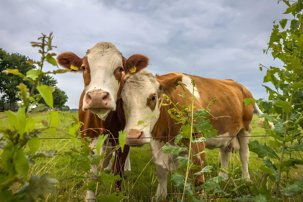 TPDE31847: Zwei neugierige Kühe im grünen Feld