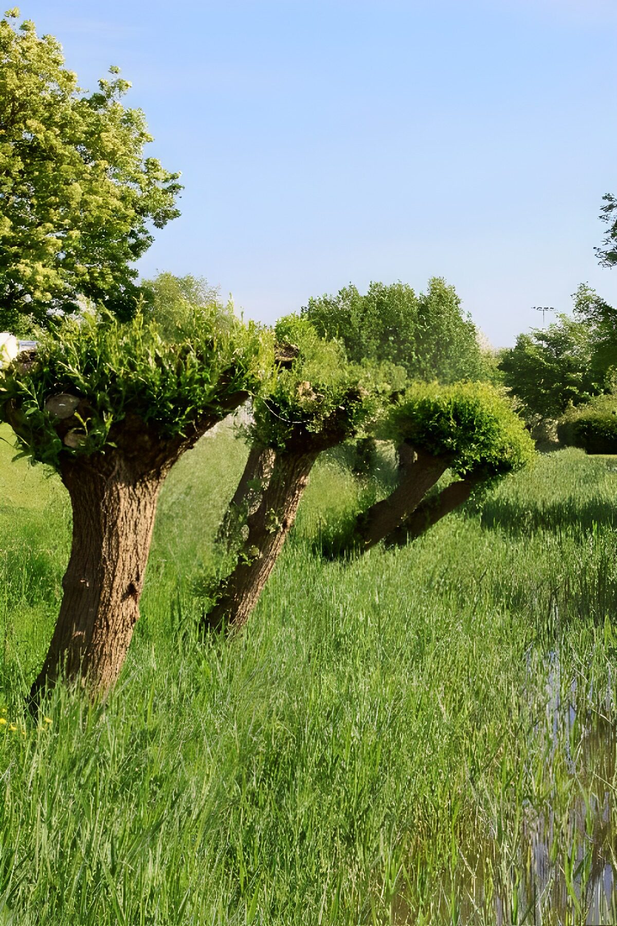 Kopfweiden im Deichvorland