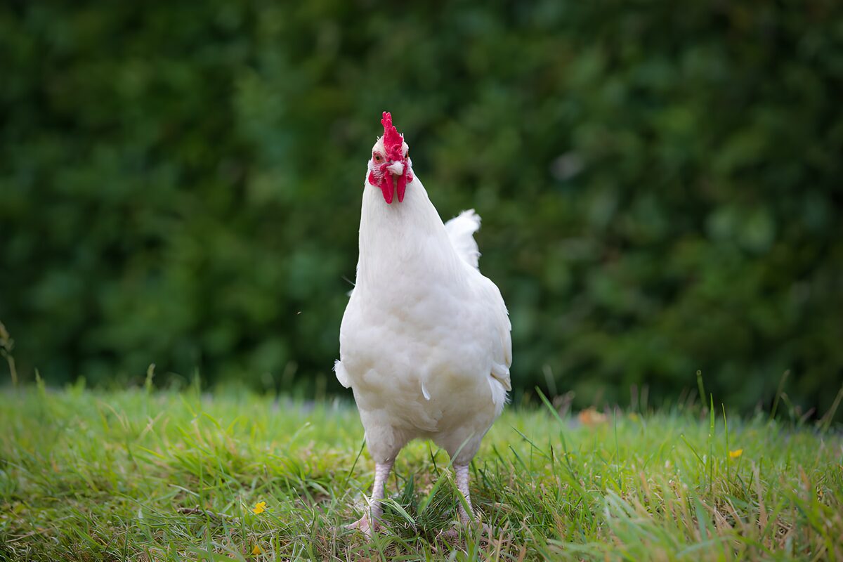 Hühnchen im Garten