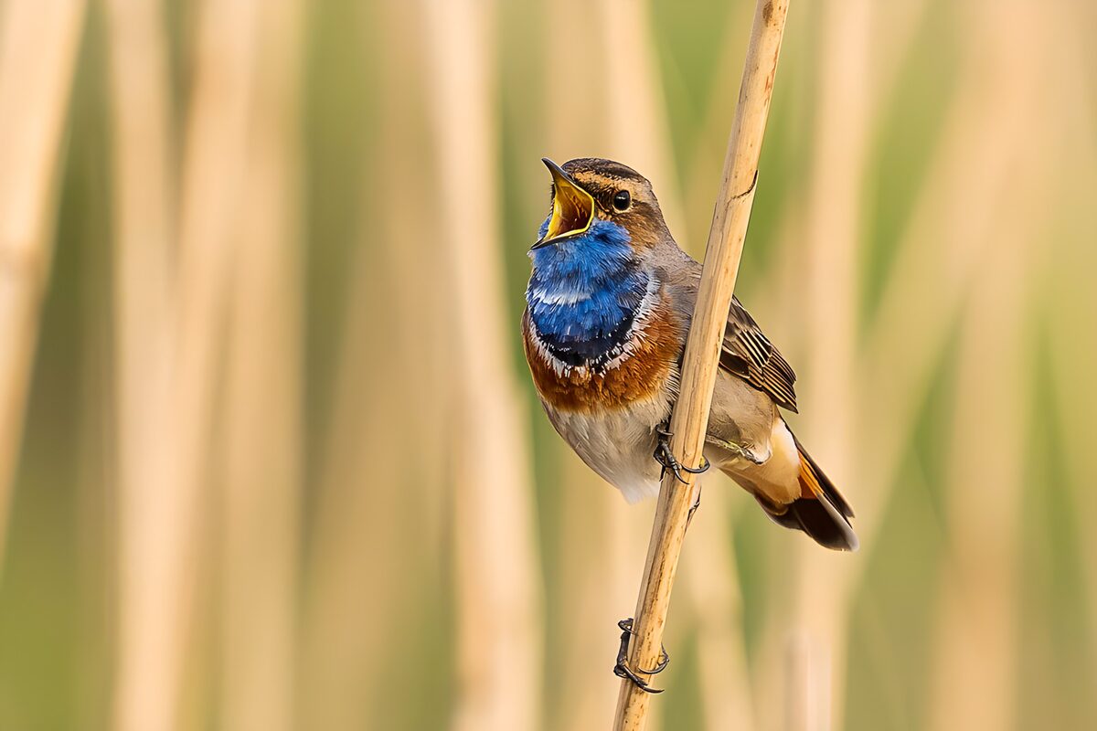 Singender Blaukehlchen im Schilf