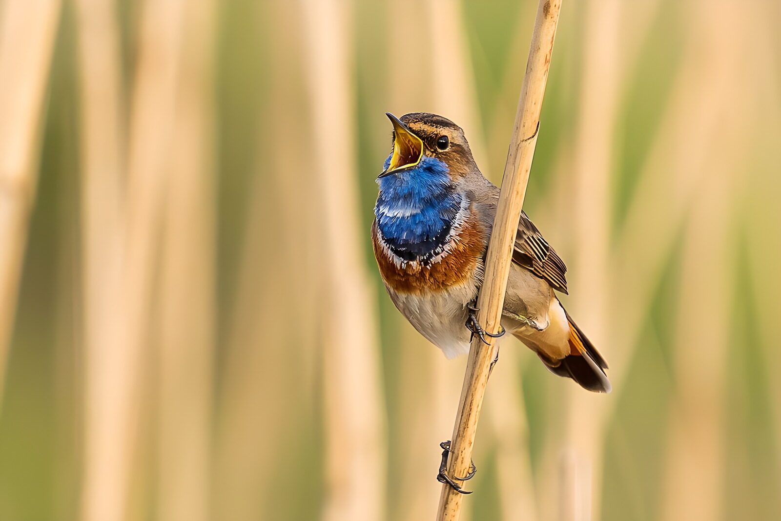 TPDE56205: Singender Blaukehlchen im Schilf